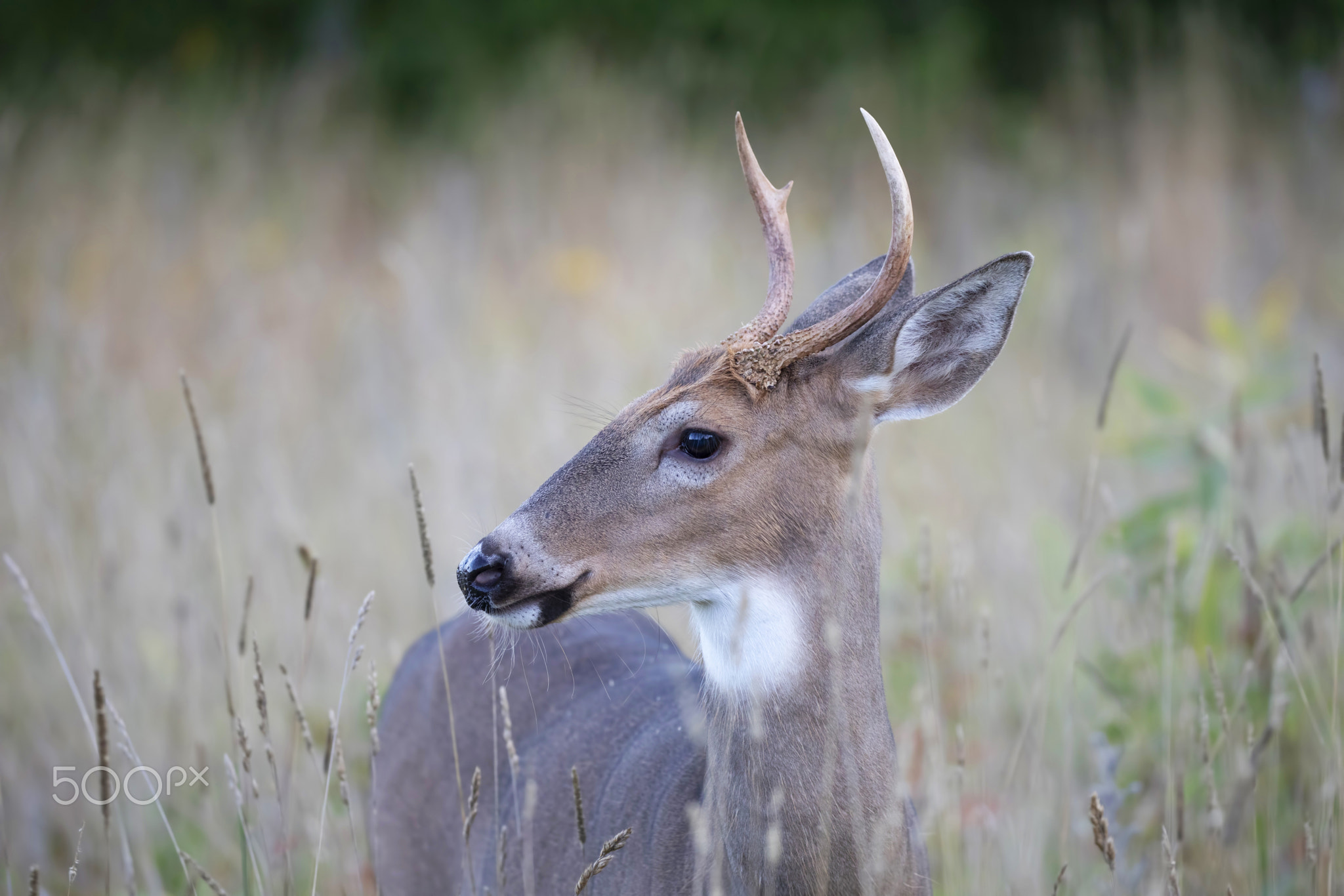 White-tailed deer buck in the early morning light