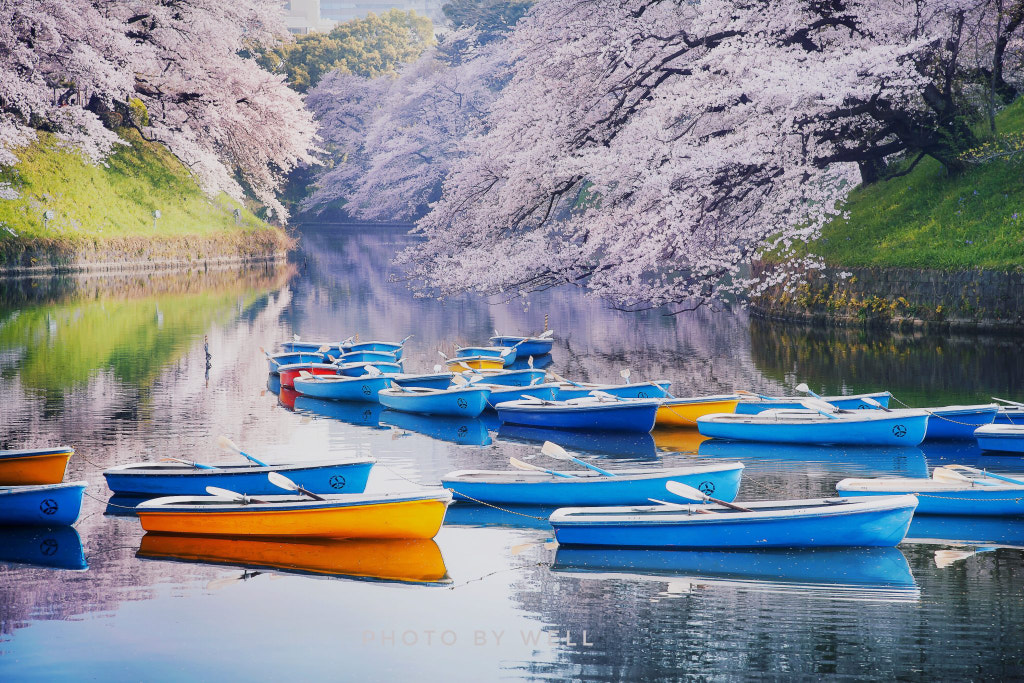 樱与舟 by well on 500px.com