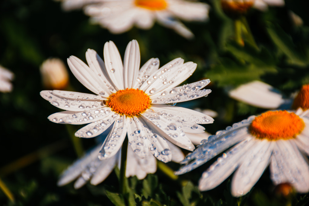 The Beauty Of Nature by L's  on 500px.com