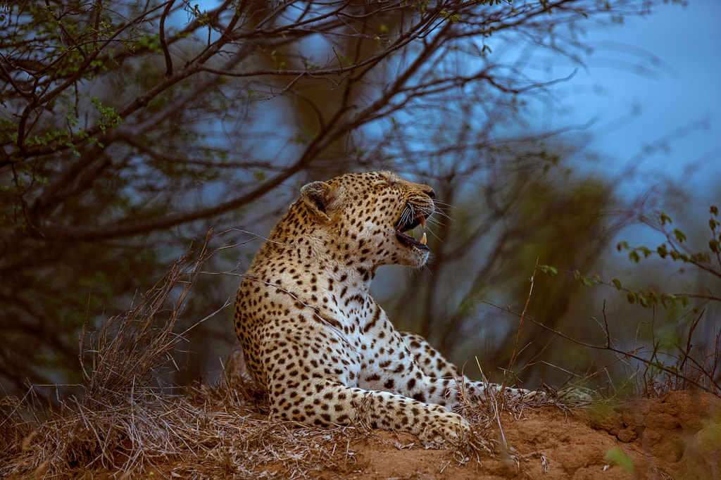 Leopard by Jon Albert on 500px.com