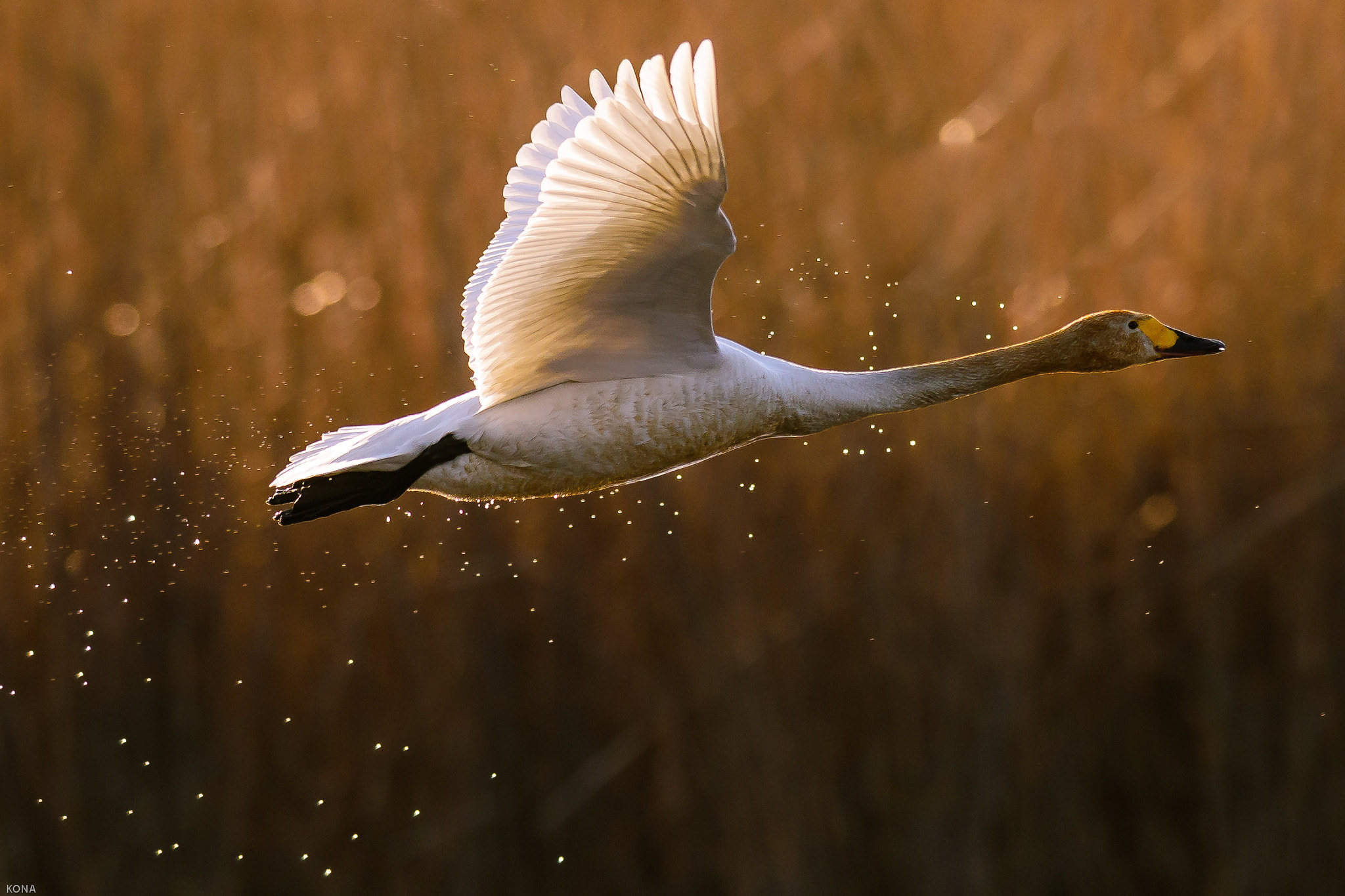 Nikon AF-S Nikkor 400mm F2.8G ED VR II sample photo. Swan photography