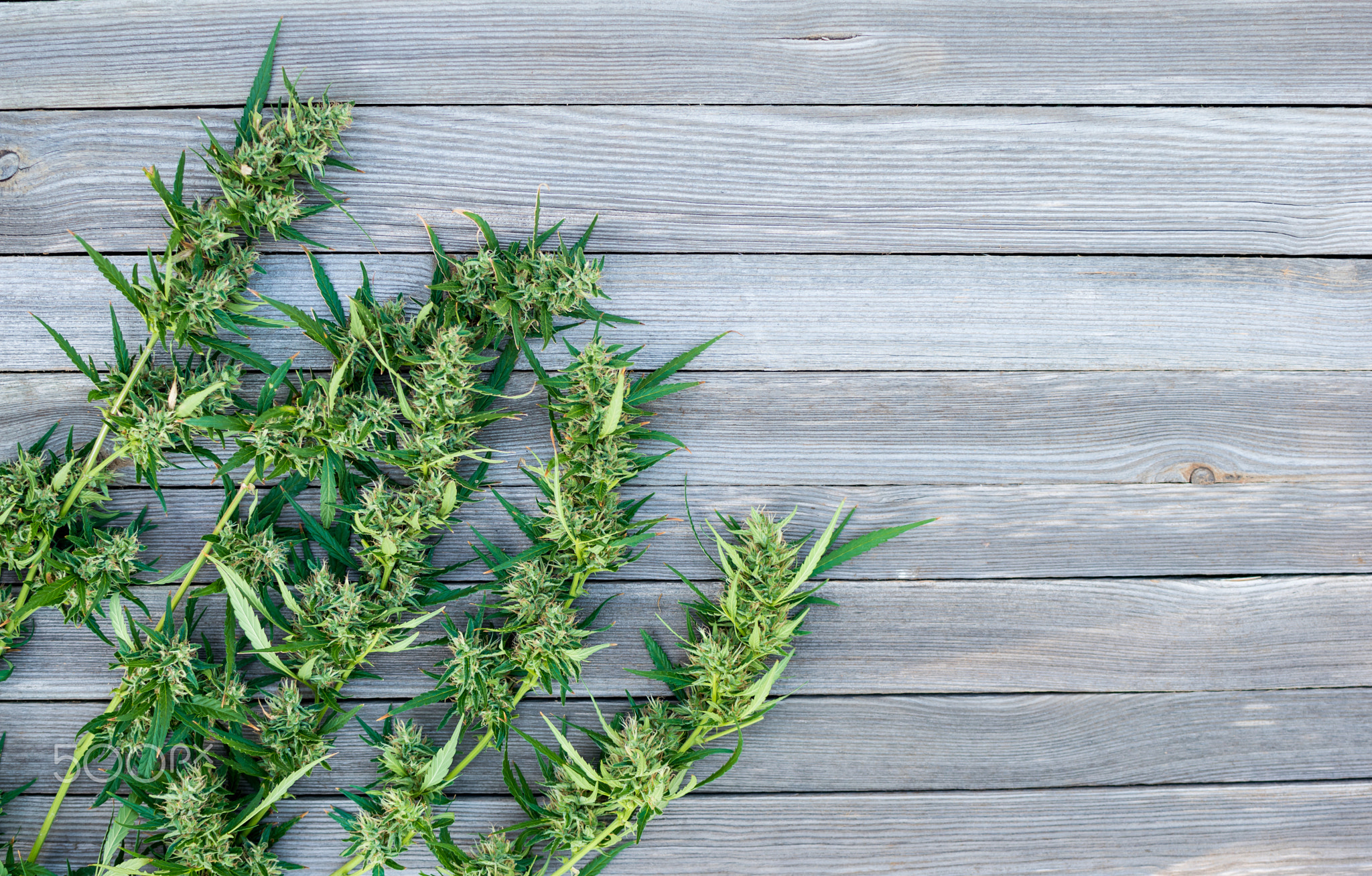 Fresh marijuana branches with flowers or buds on wooden background.