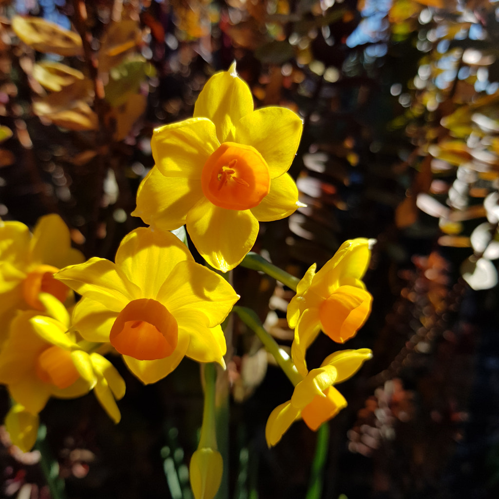 Narcissus by Elizabeth Fitzgerald on 500px.com