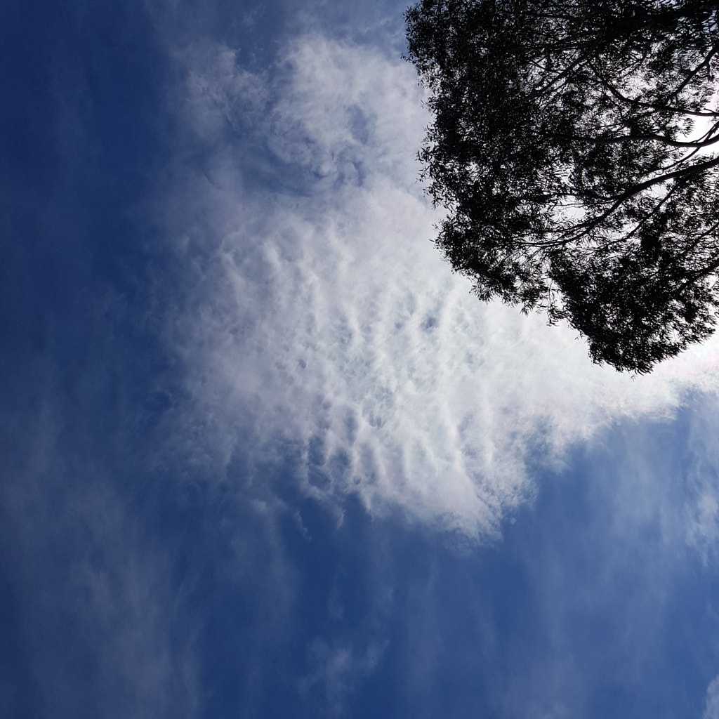 Looking Up by Elizabeth Fitzgerald on 500px.com