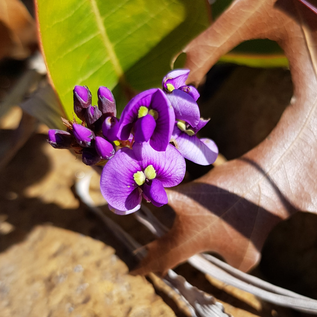 Pale Hardenbergia by Elizabeth Fitzgerald on 500px.com