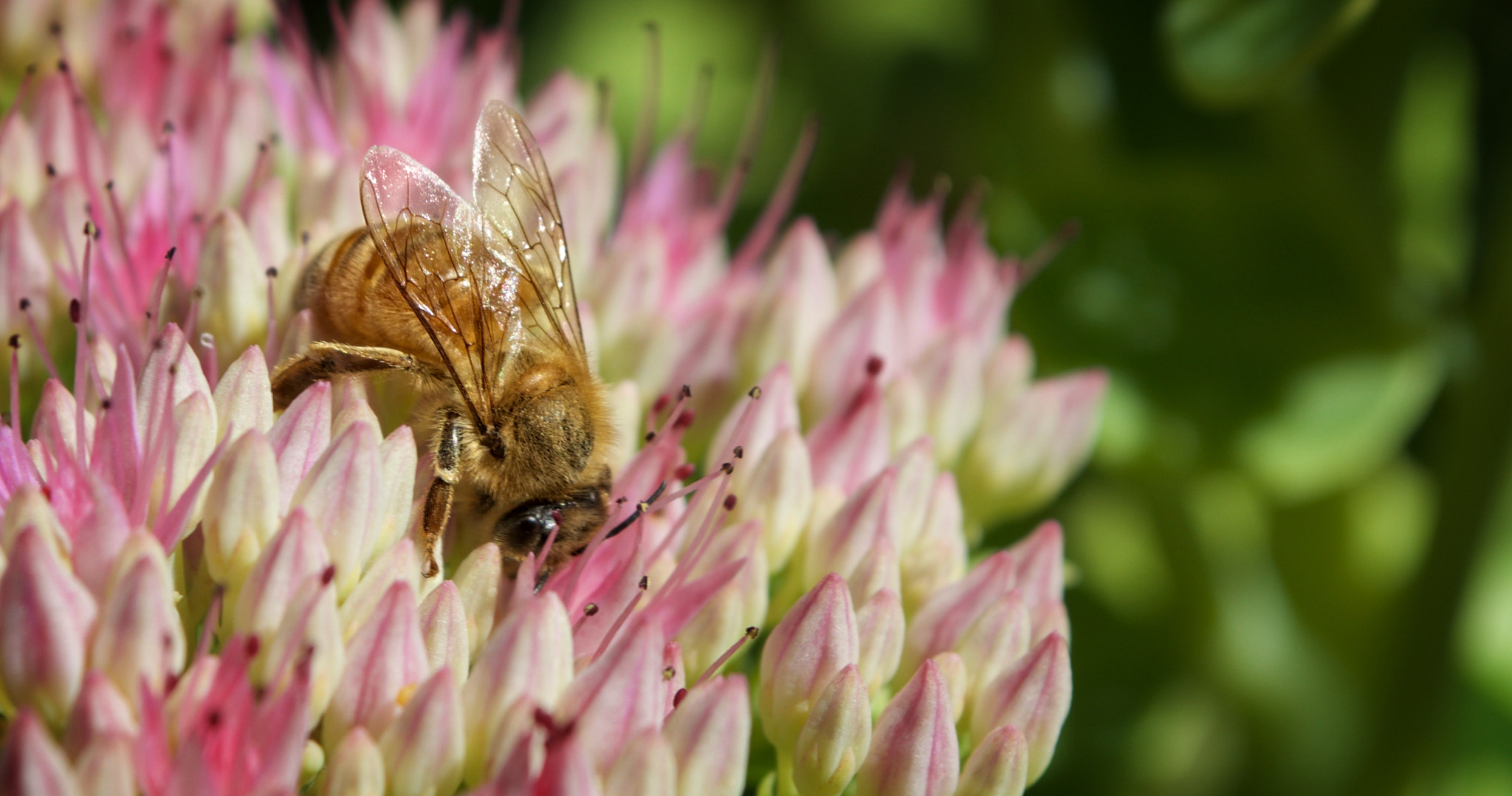 Honey Bee