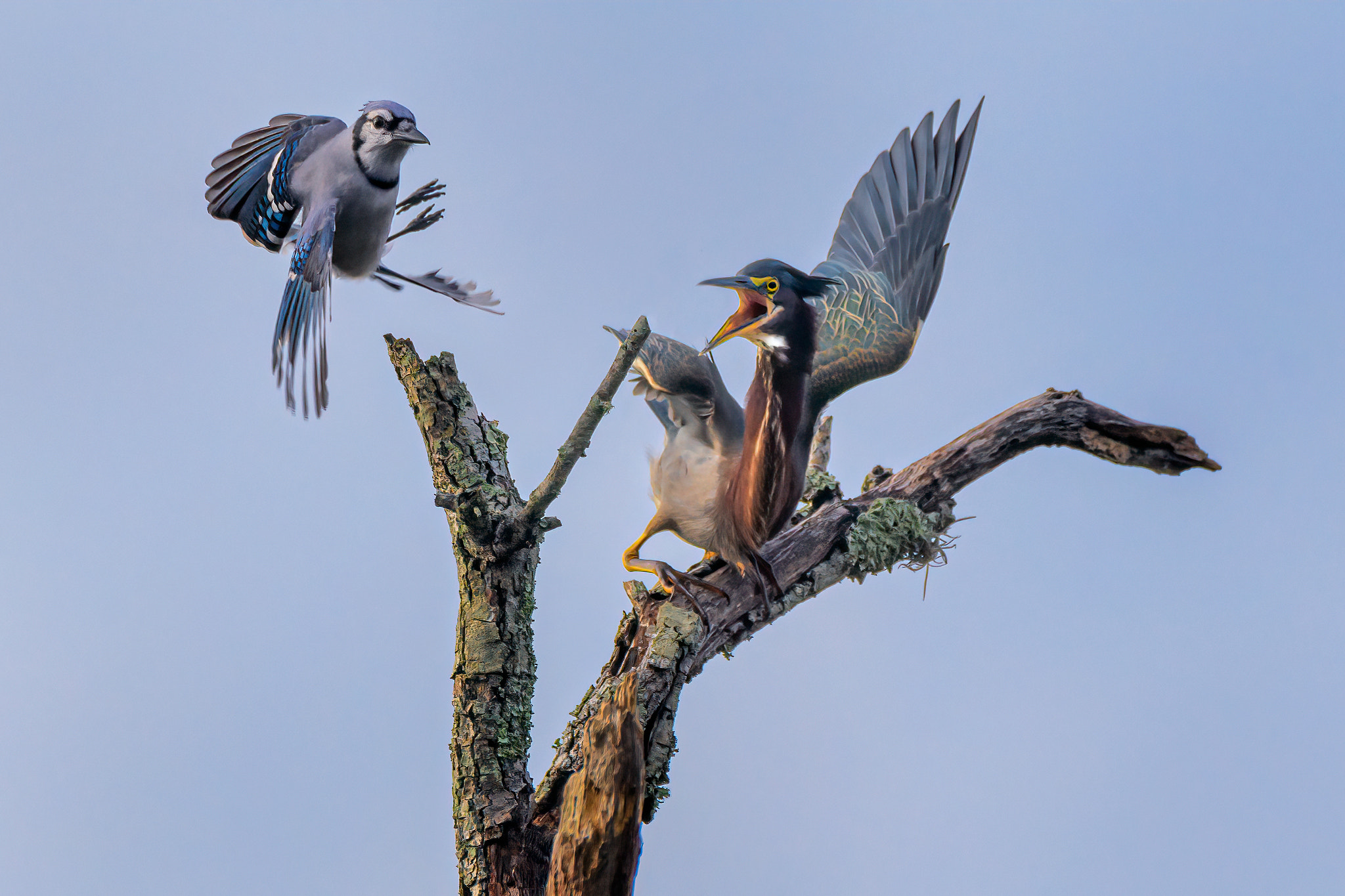 Green Heron and Blue Jay argue over a perch in Powell Creek Pres