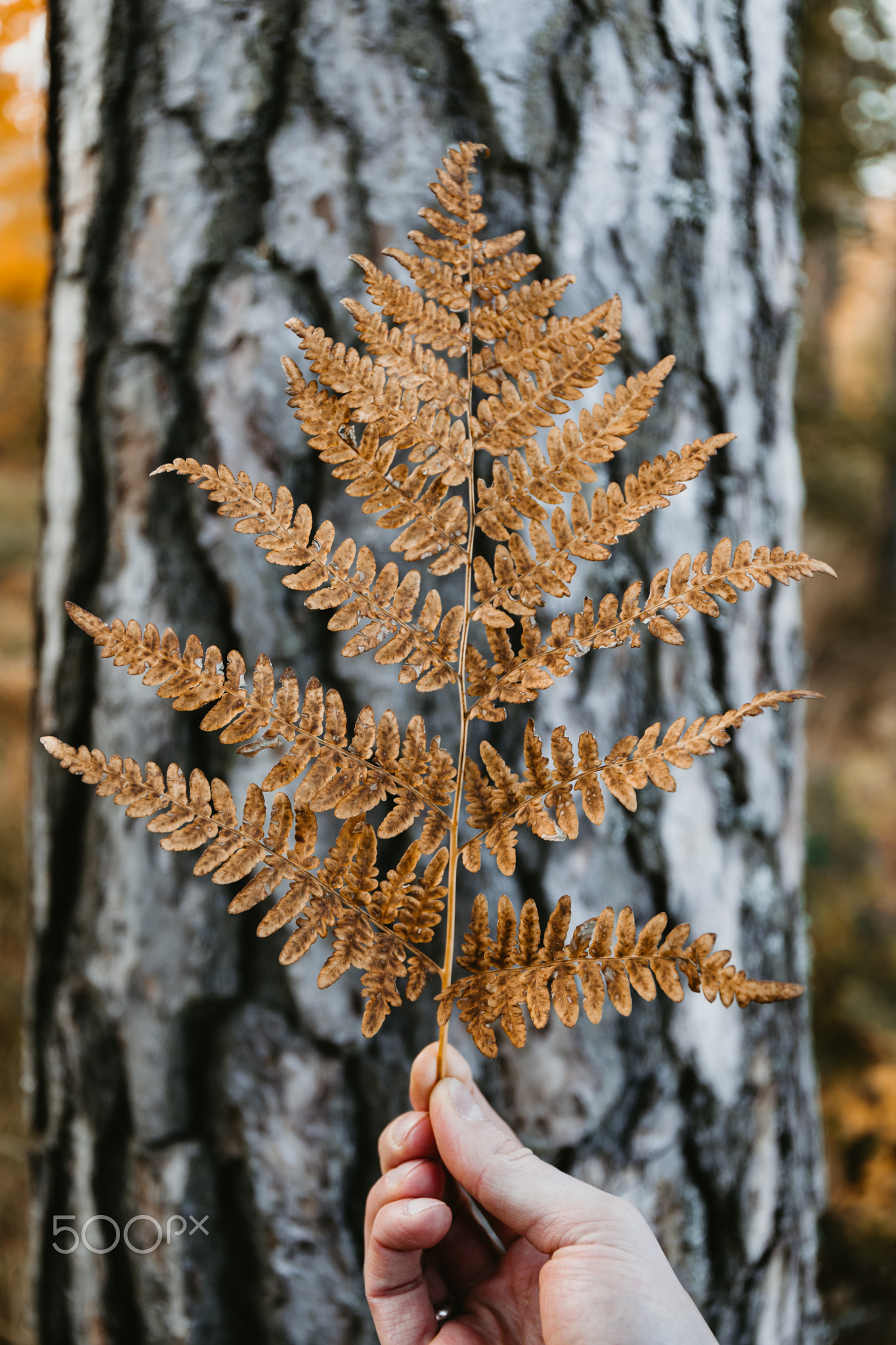 Man's hand holds a orange fern leave against birch trunk. Creative Autumn nature still life.