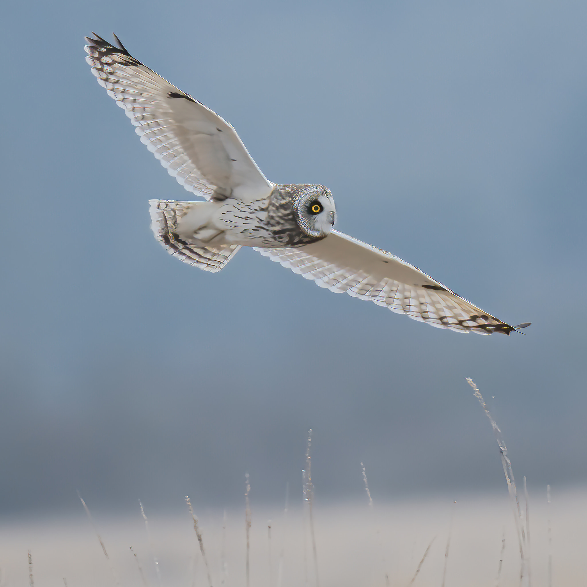 Short-eared Owl in Flight