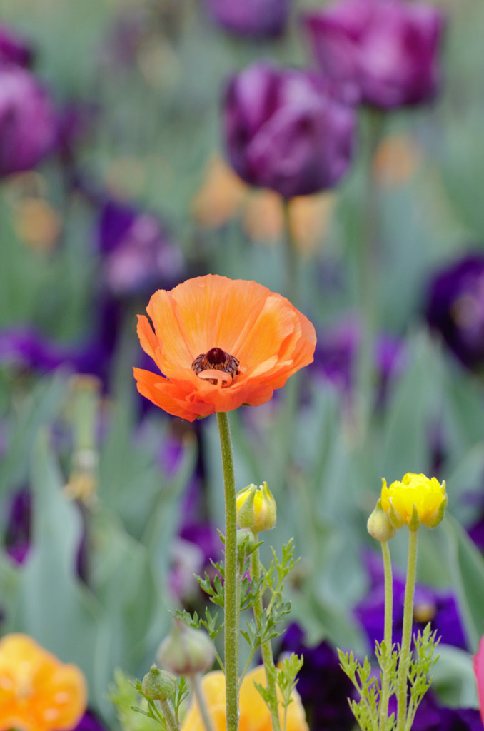 Floriade 2 by Elizabeth Fitzgerald on 500px.com