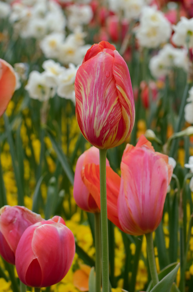 Floriade 1 by Elizabeth Fitzgerald on 500px.com