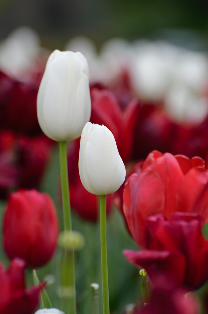 Floriade 3 by Elizabeth Fitzgerald on 500px.com