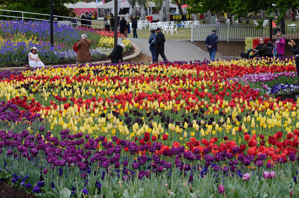 Floriade Landscape by Elizabeth Fitzgerald on 500px.com