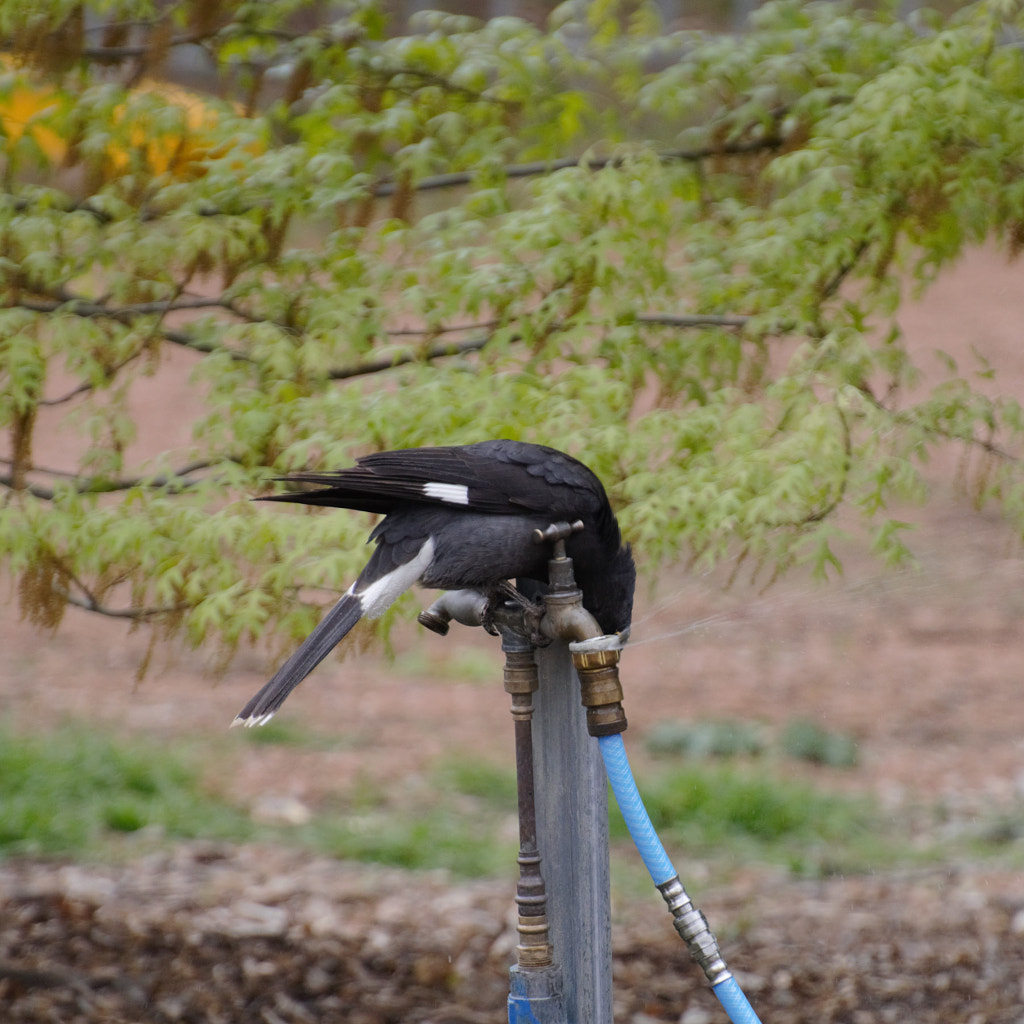 Thirsty Currawong by Elizabeth Fitzgerald on 500px.com