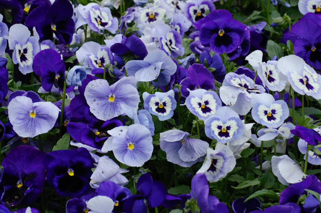 Floriade 5 by Elizabeth Fitzgerald on 500px.com