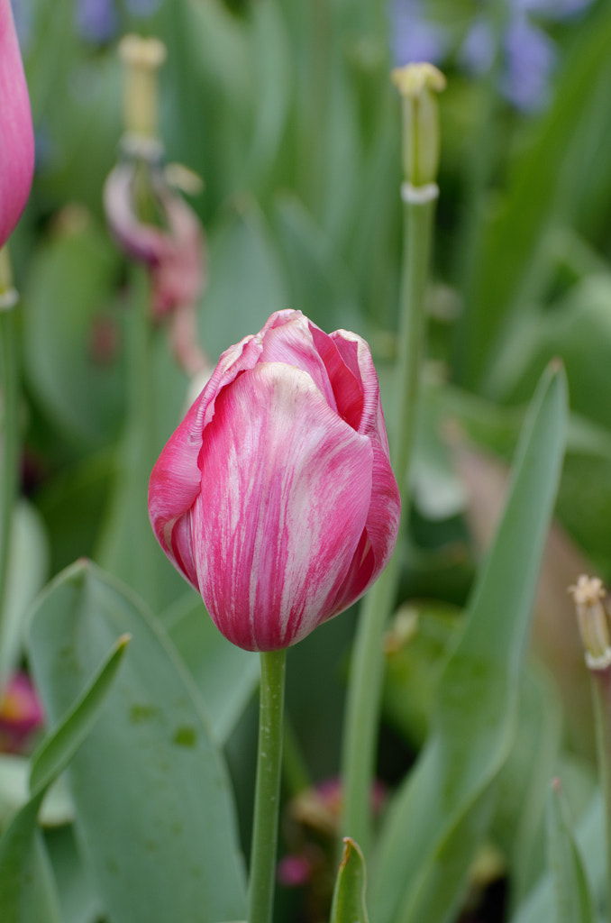 Floriade 4 by Elizabeth Fitzgerald on 500px.com