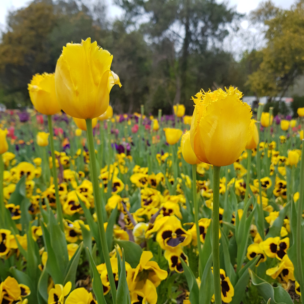 Floriade 6 by Elizabeth Fitzgerald on 500px.com