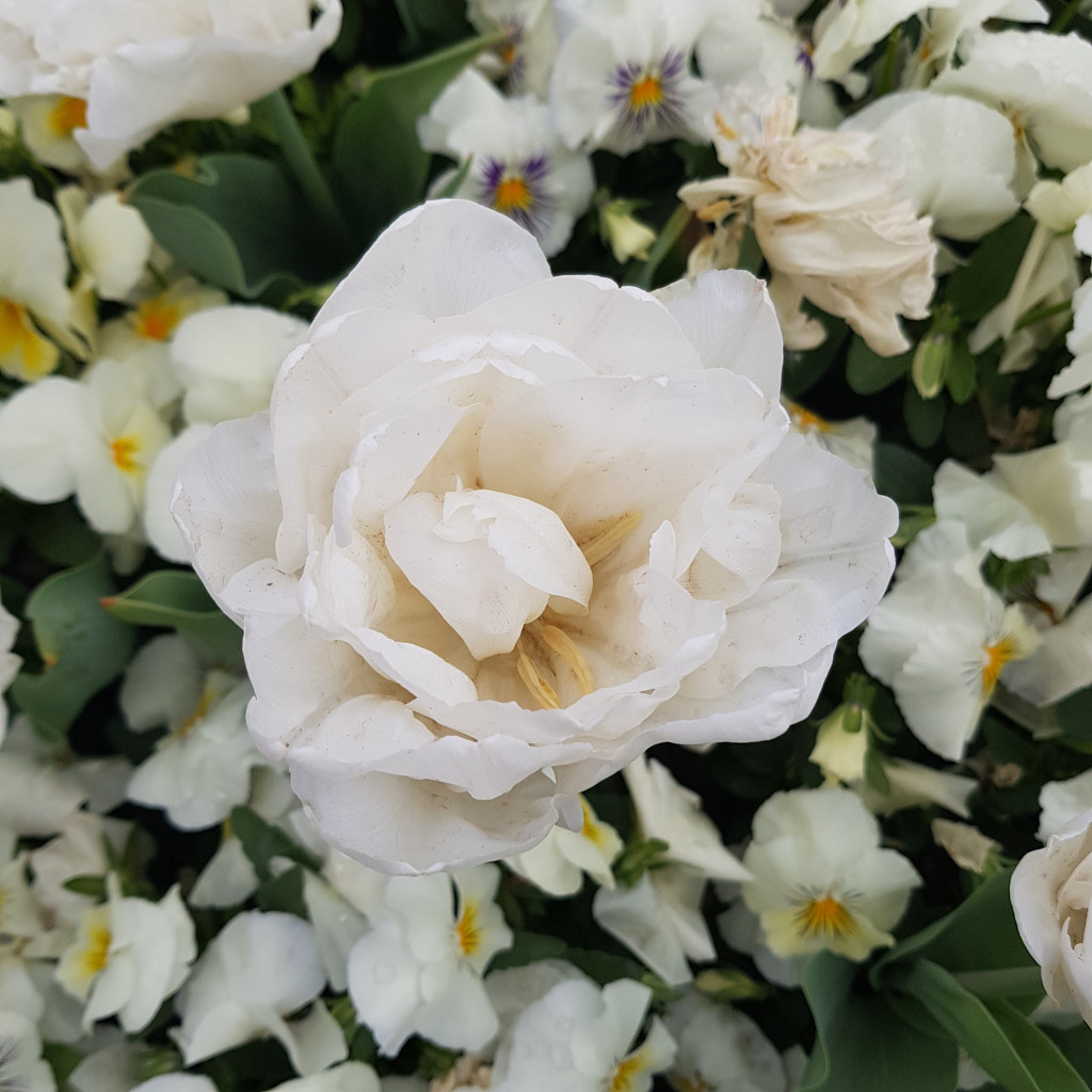 Floriade 8 by Elizabeth Fitzgerald on 500px.com