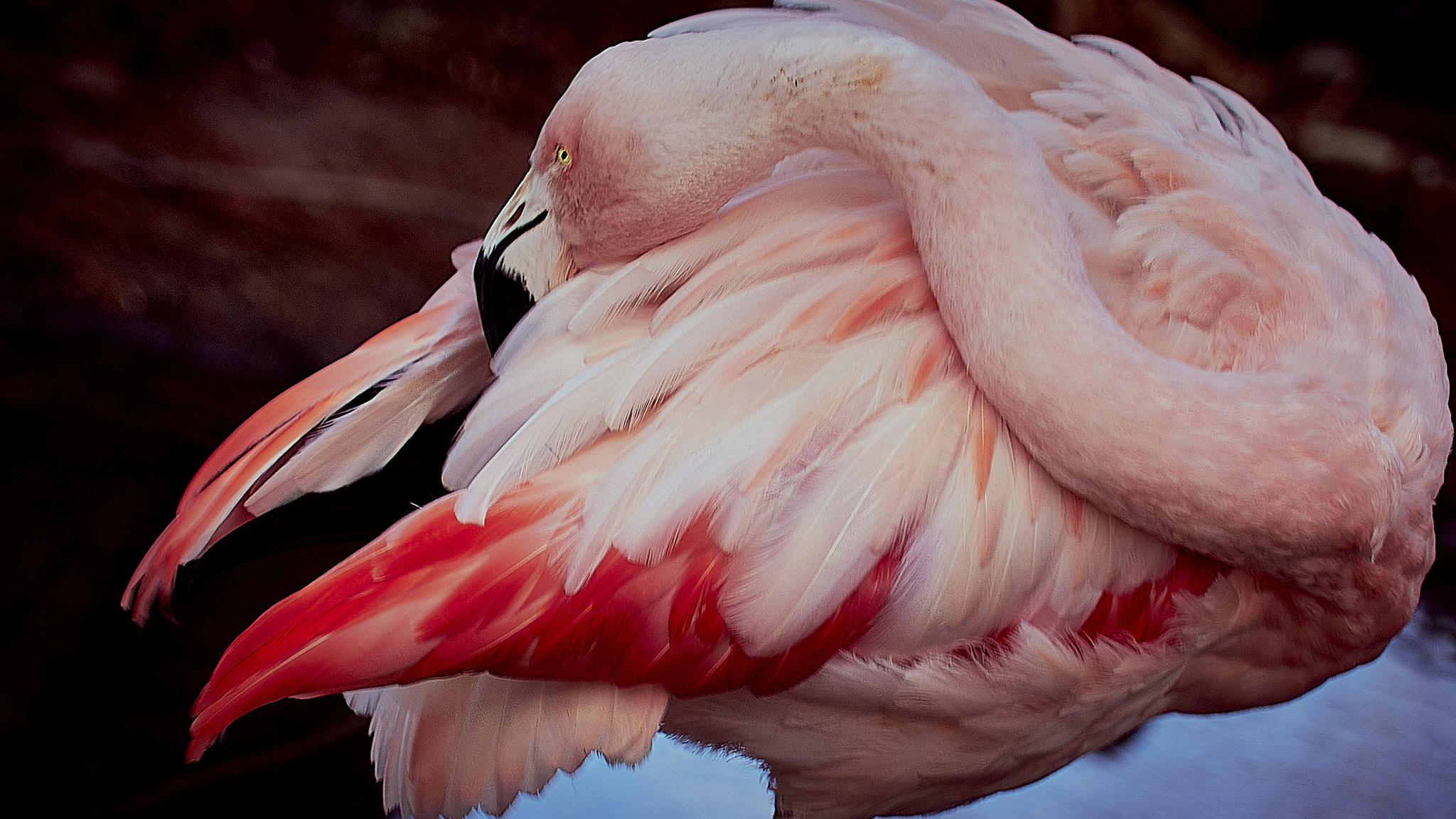 Relaxing Flamingo