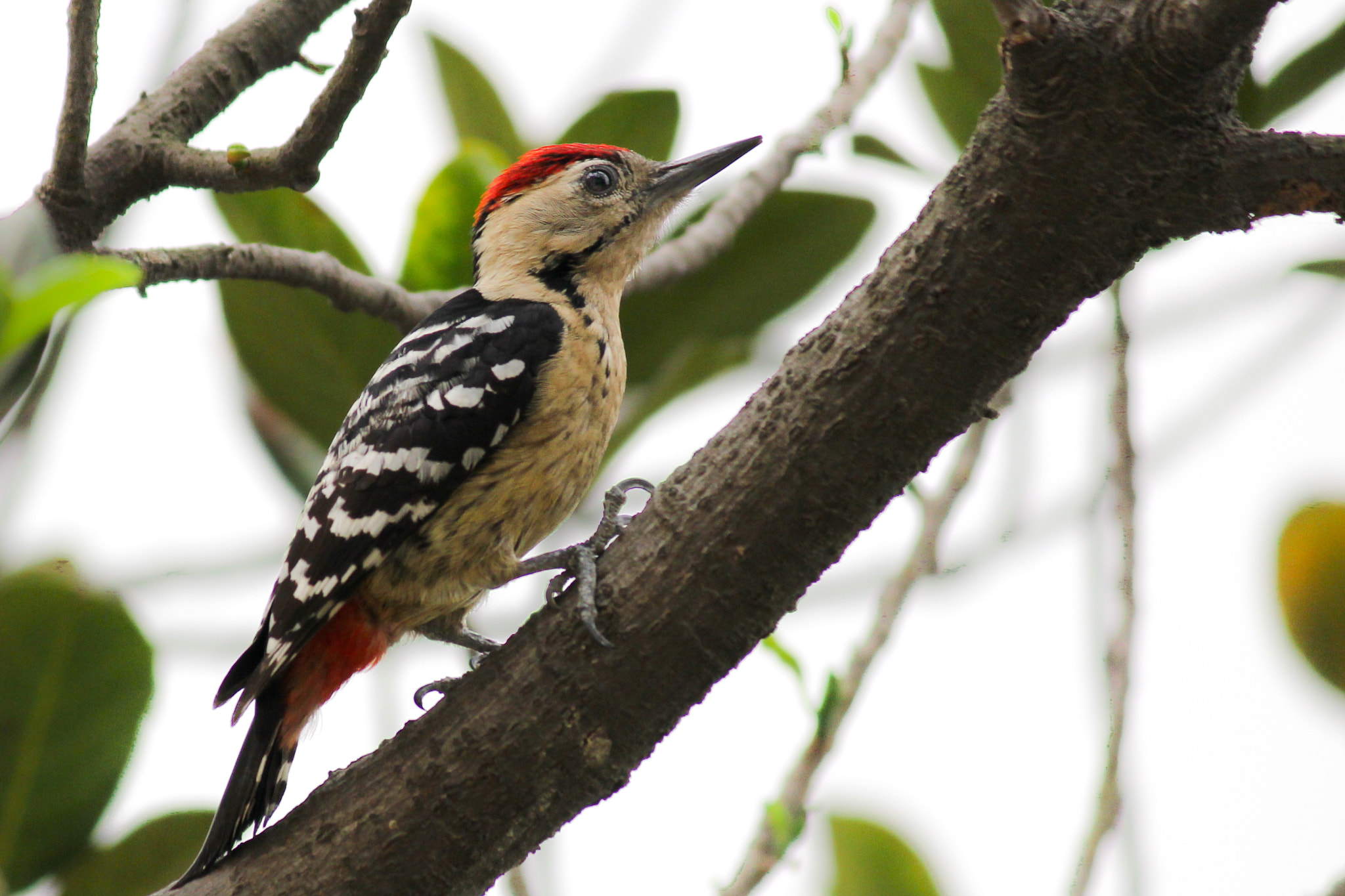 Fulvous breasted Woodpecker by Wildlife Photography by Atik Rahman / 500px