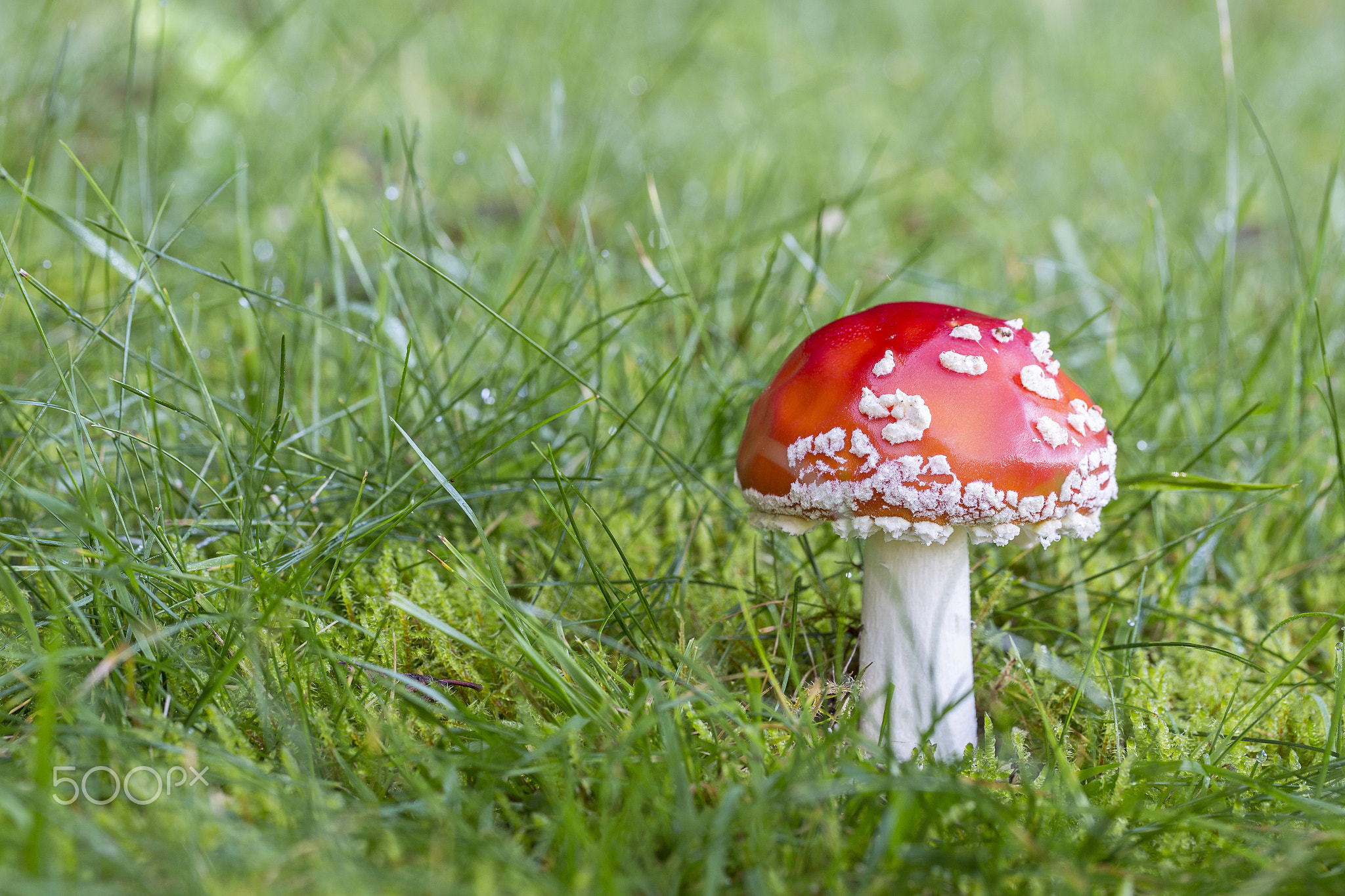 poisonous beauty