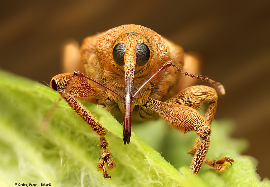  Big nouse by Ondrej Pakan on 500px.com