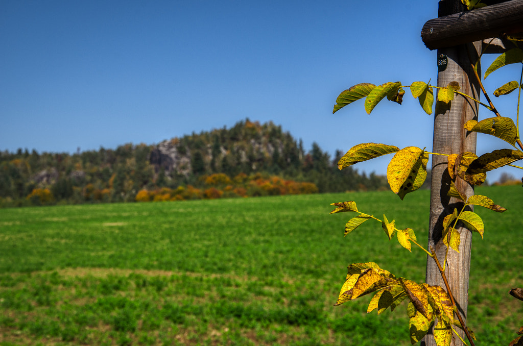 leaf by dirk derbaum on 500px.com