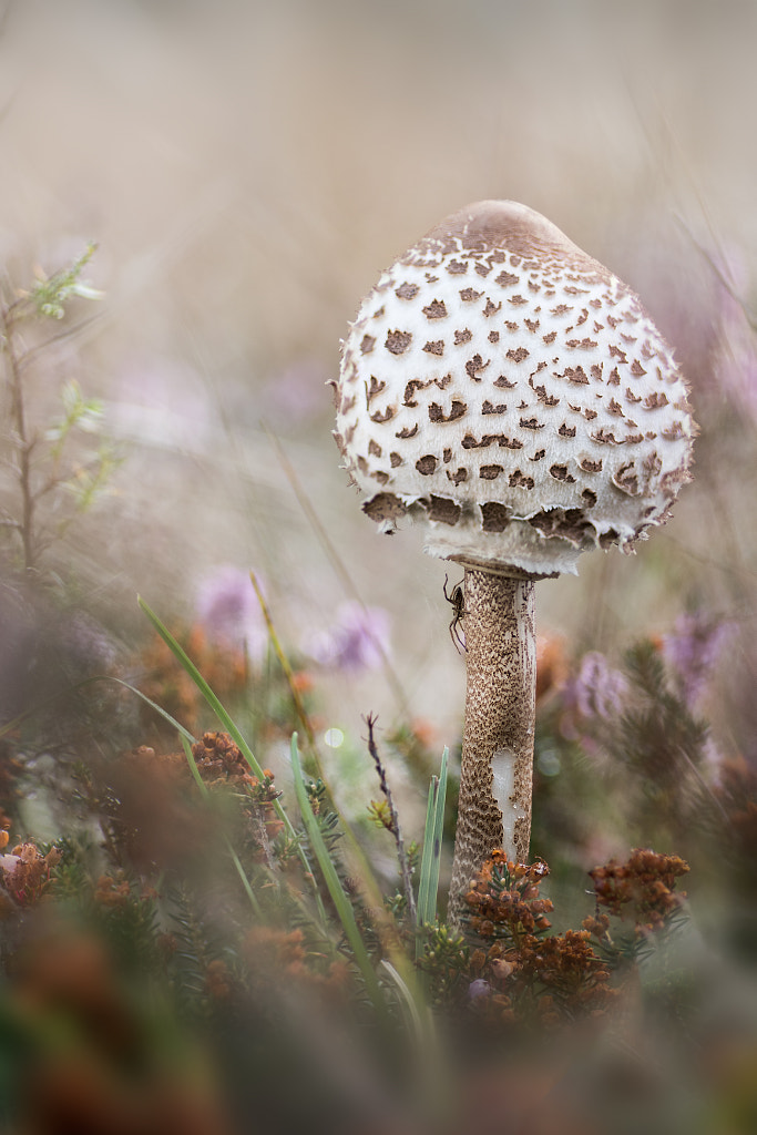 Macrolepiota Procera con inquilino V2?sig=43f8e04dcfb42cff4789d6cb4b240dad12039daeb0b4367194c269f165c8cd1b