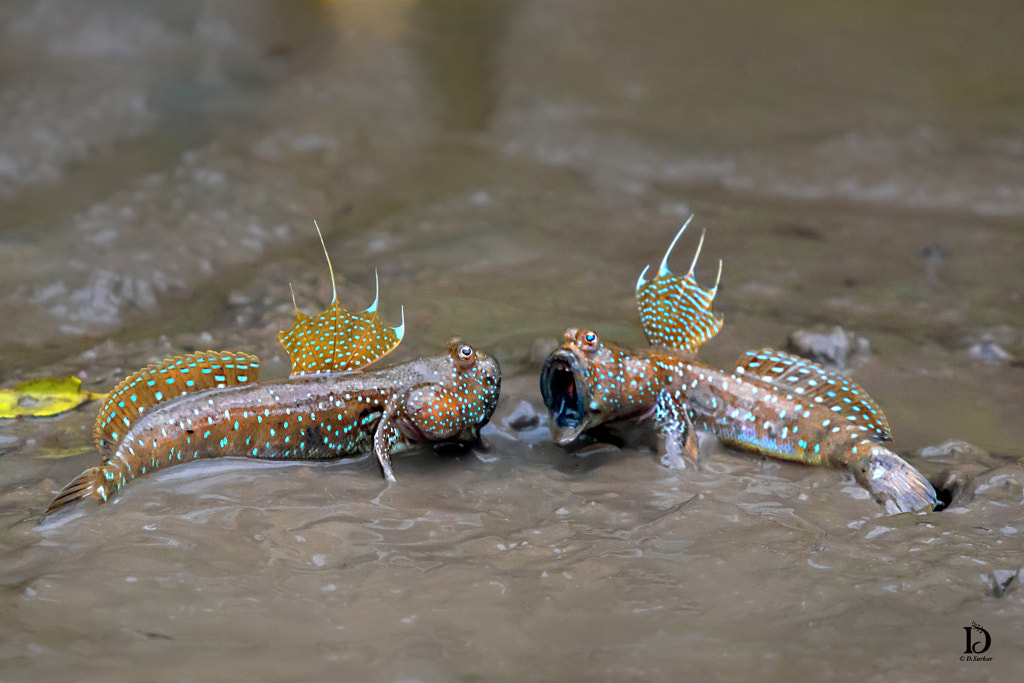 Facts About Mudskippers: The Fish That Walk On Land