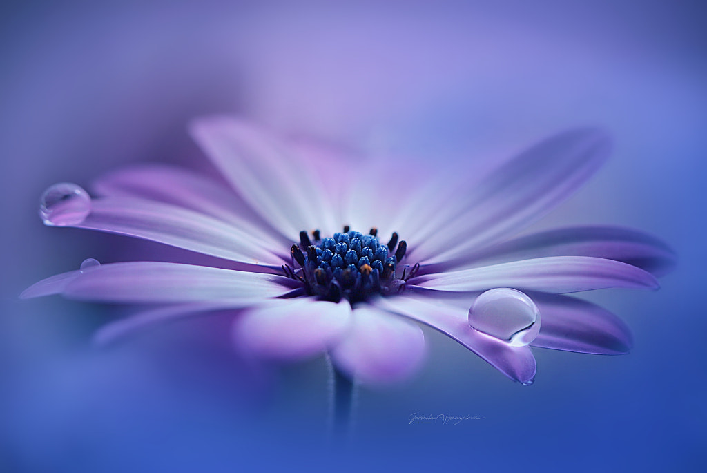 flower by Jarmila Vymazalová on 500px.com