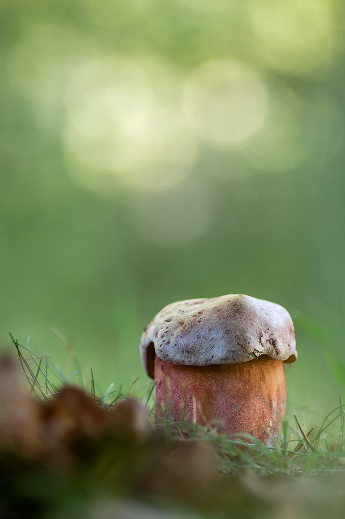 Boletus Rhodoxanthus. V2?sig=6d0776074febdaeca3f65db38c14a27519eba42cfa8dece57628f53bbb9865d9