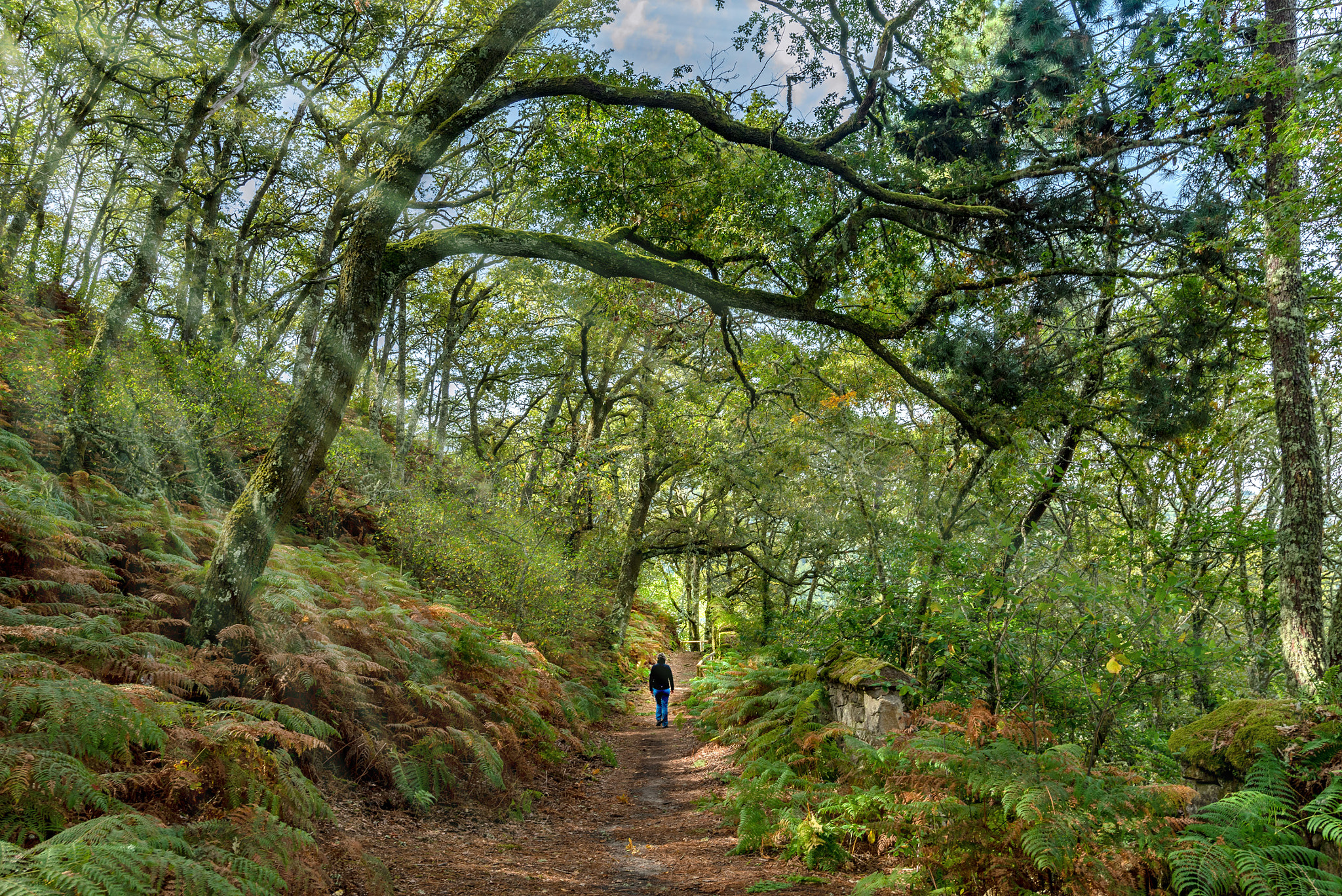 Walk in the forest