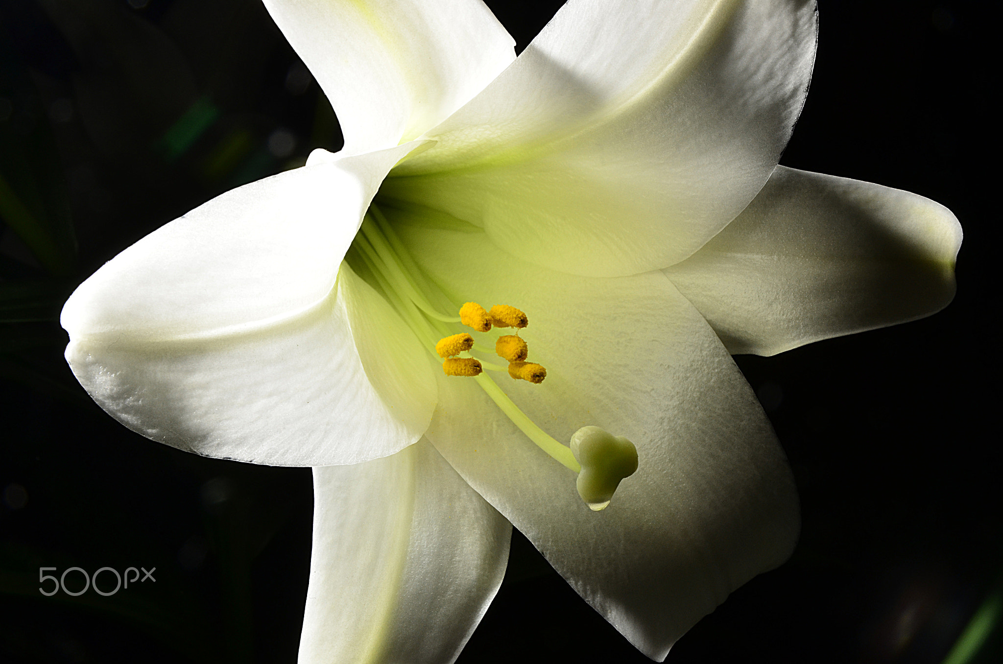 Dripping Pistol of Easter Lilly