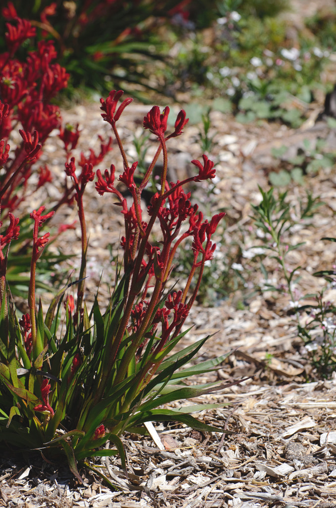 Red Kangaroo Paw by Elizabeth Fitzgerald on 500px.com