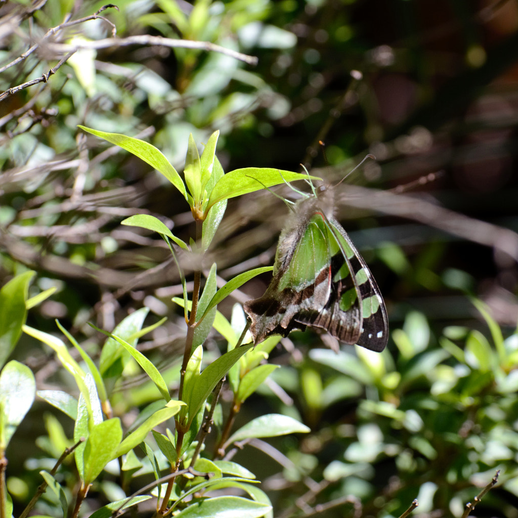 Macleay's Swallowtail by Elizabeth Fitzgerald on 500px.com