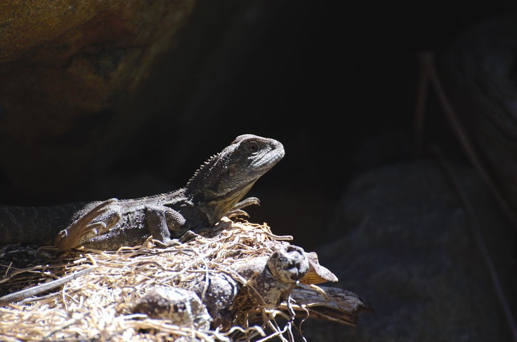 Sunbaking by Elizabeth Fitzgerald on 500px.com
