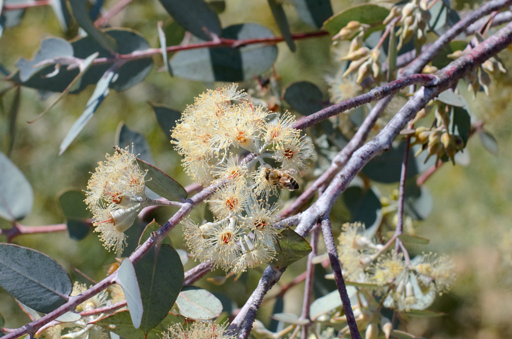 Gum Flower Bee by Elizabeth Fitzgerald on 500px.com
