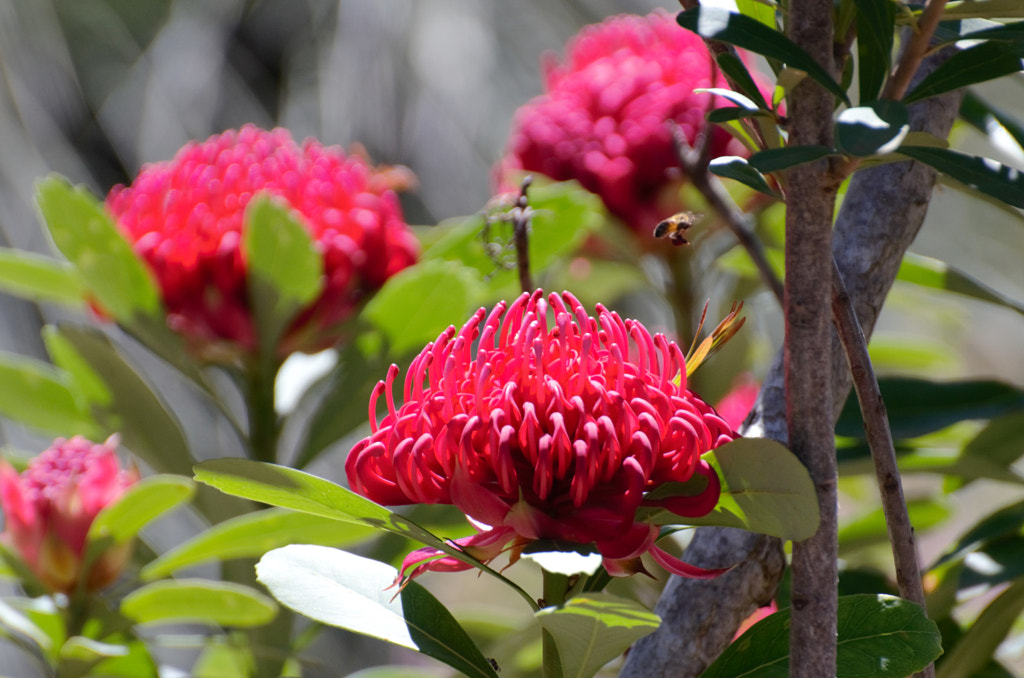 Waratah Bee by Elizabeth Fitzgerald on 500px.com