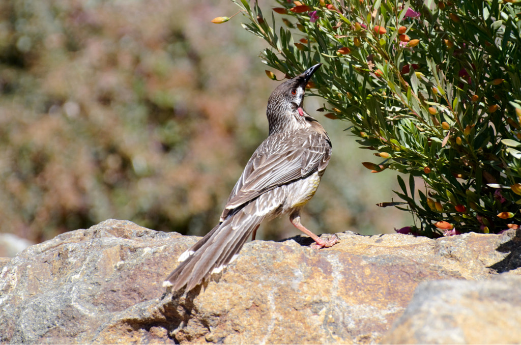 Red Wattle Bird by Elizabeth Fitzgerald on 500px.com