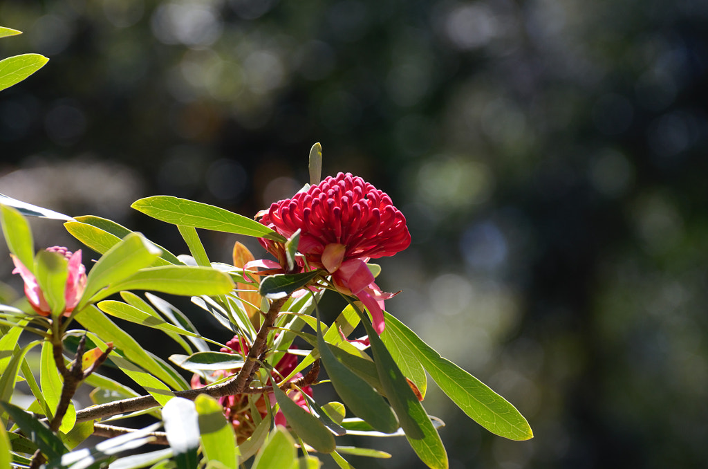 Solo by Elizabeth Fitzgerald on 500px.com