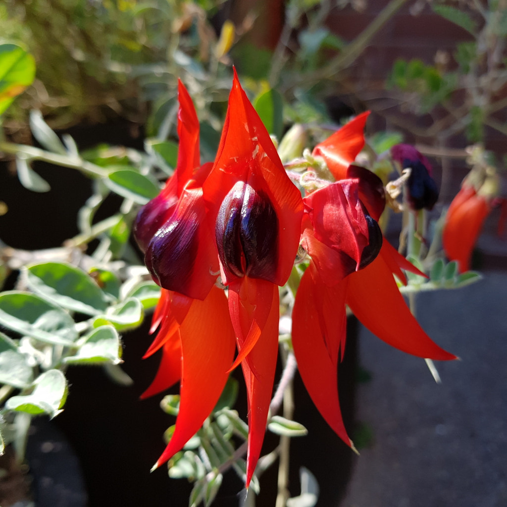 Sturt's Desert Pea by Elizabeth Fitzgerald on 500px.com