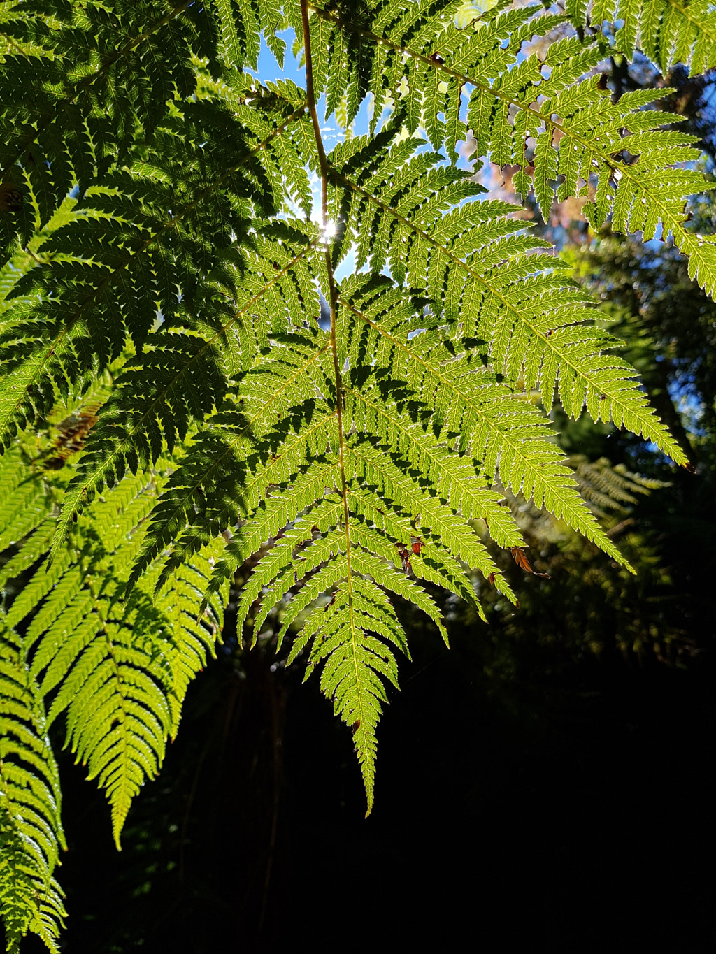 Green Glow by Elizabeth Fitzgerald on 500px.com