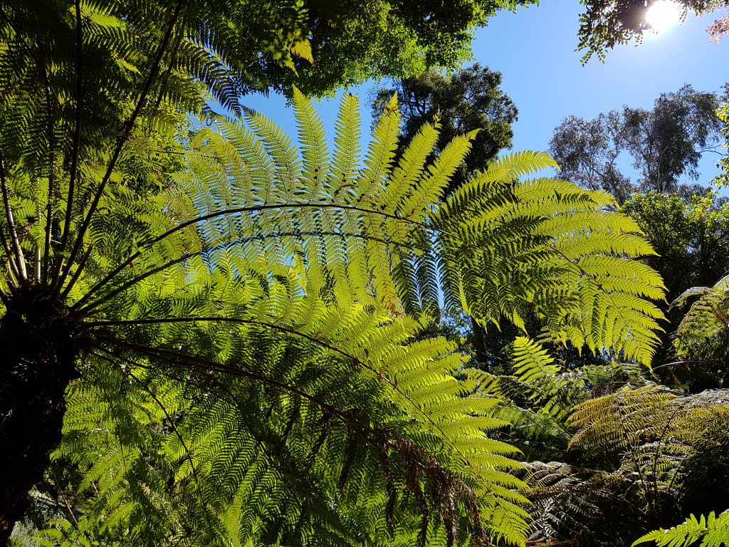 Rainforest Arc by Elizabeth Fitzgerald on 500px.com