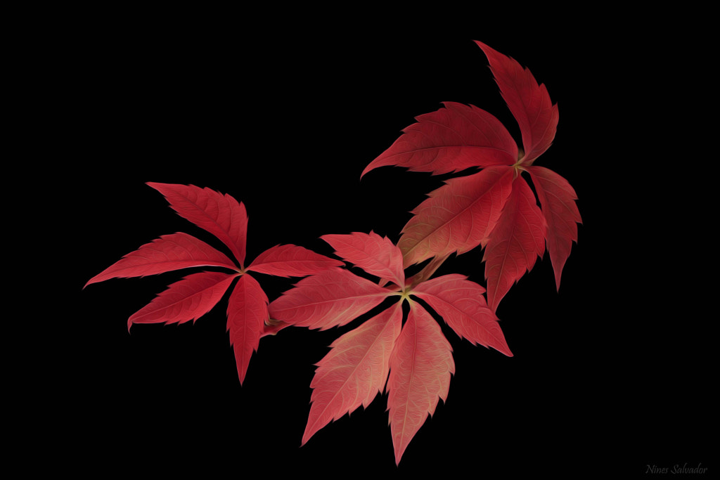 Dreaming in red. by NINES Salvador on 500px.com