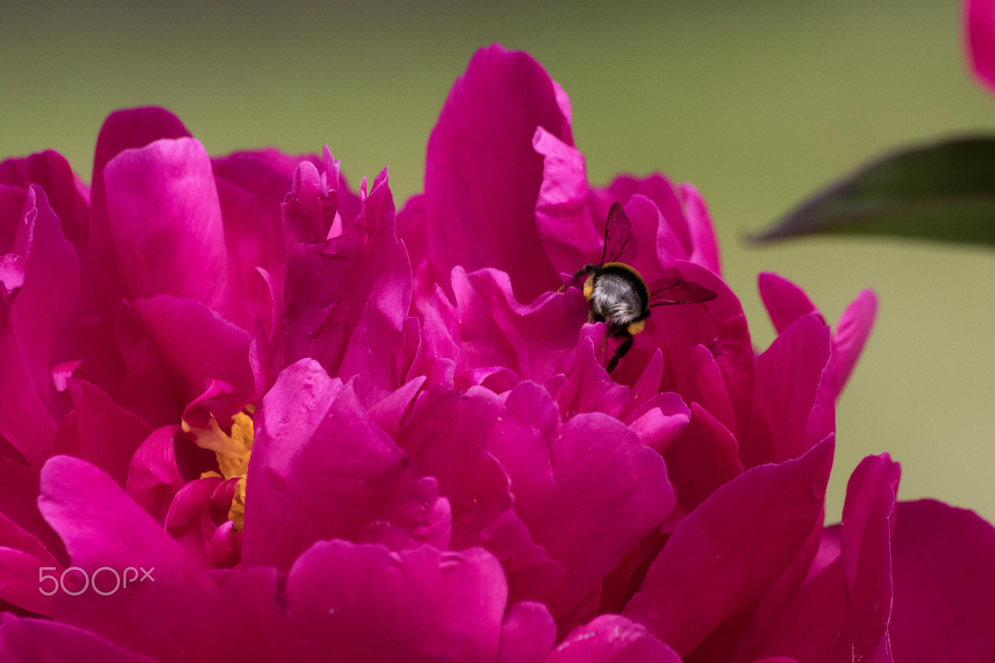 Botaniska 2015 Bee Exploring further