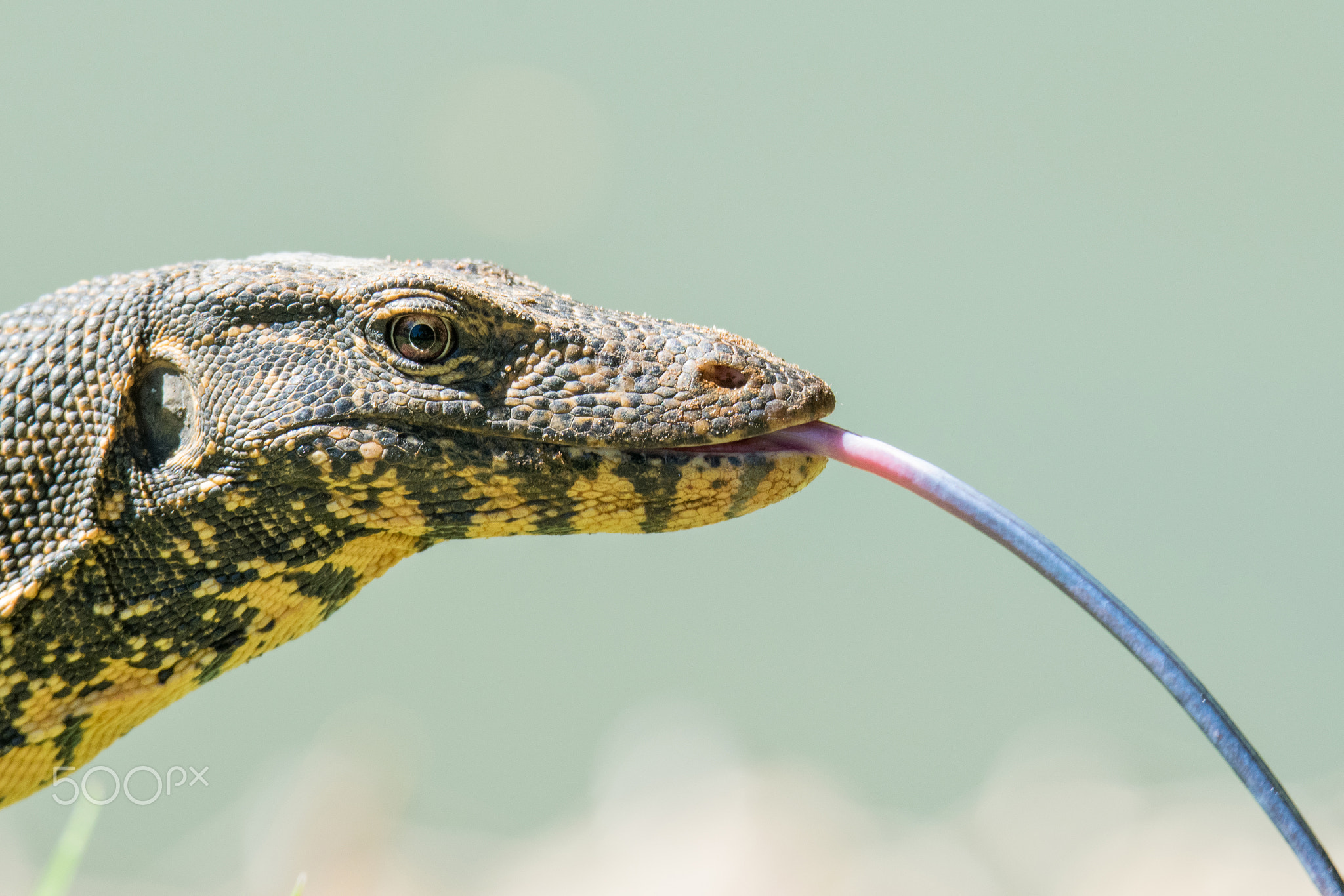 closeup shot of a water monitor