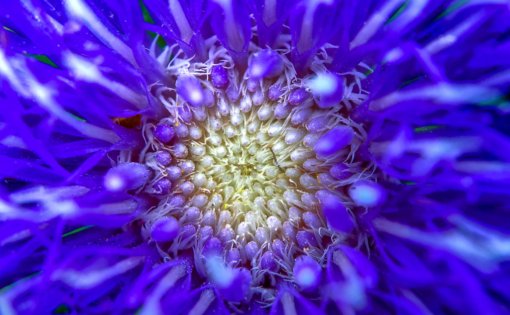 Purple blue beauty up close  by Bjorn Beheydt on 500px.com