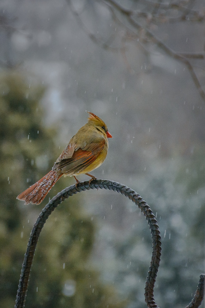 Female Cardinal by Charleen Gribben on 500px.com