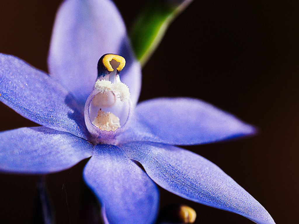 Scented Sun Orchid by Paul Amyes on 500px.com