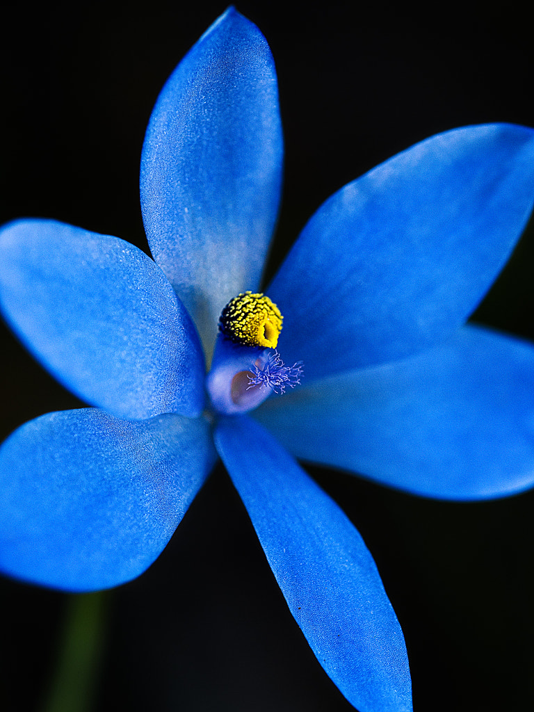 Blue Lady Orchid by Paul Amyes on 500px.com
